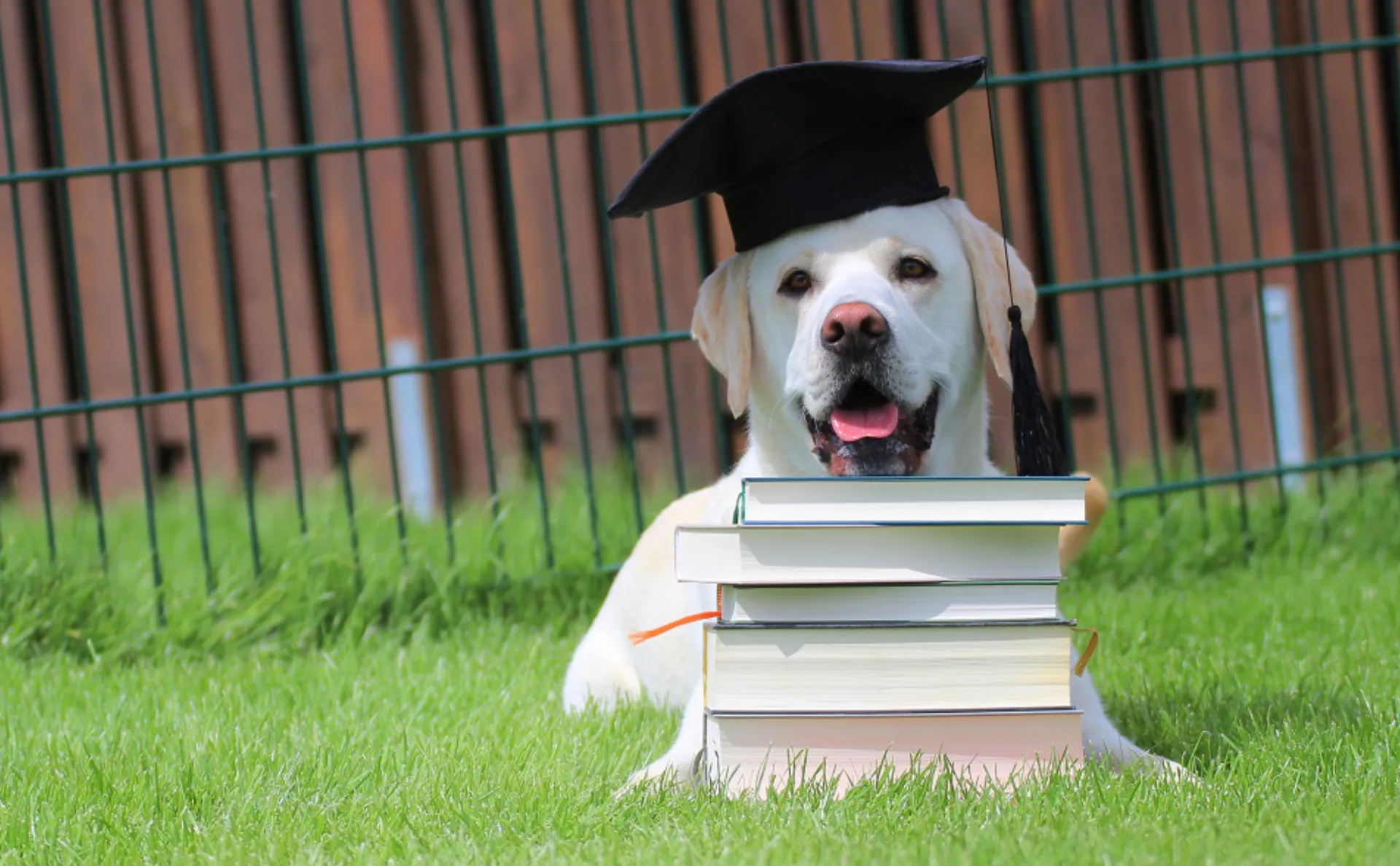 Ein weißer Hund trägt eine amerikanische Absolventen Kappe