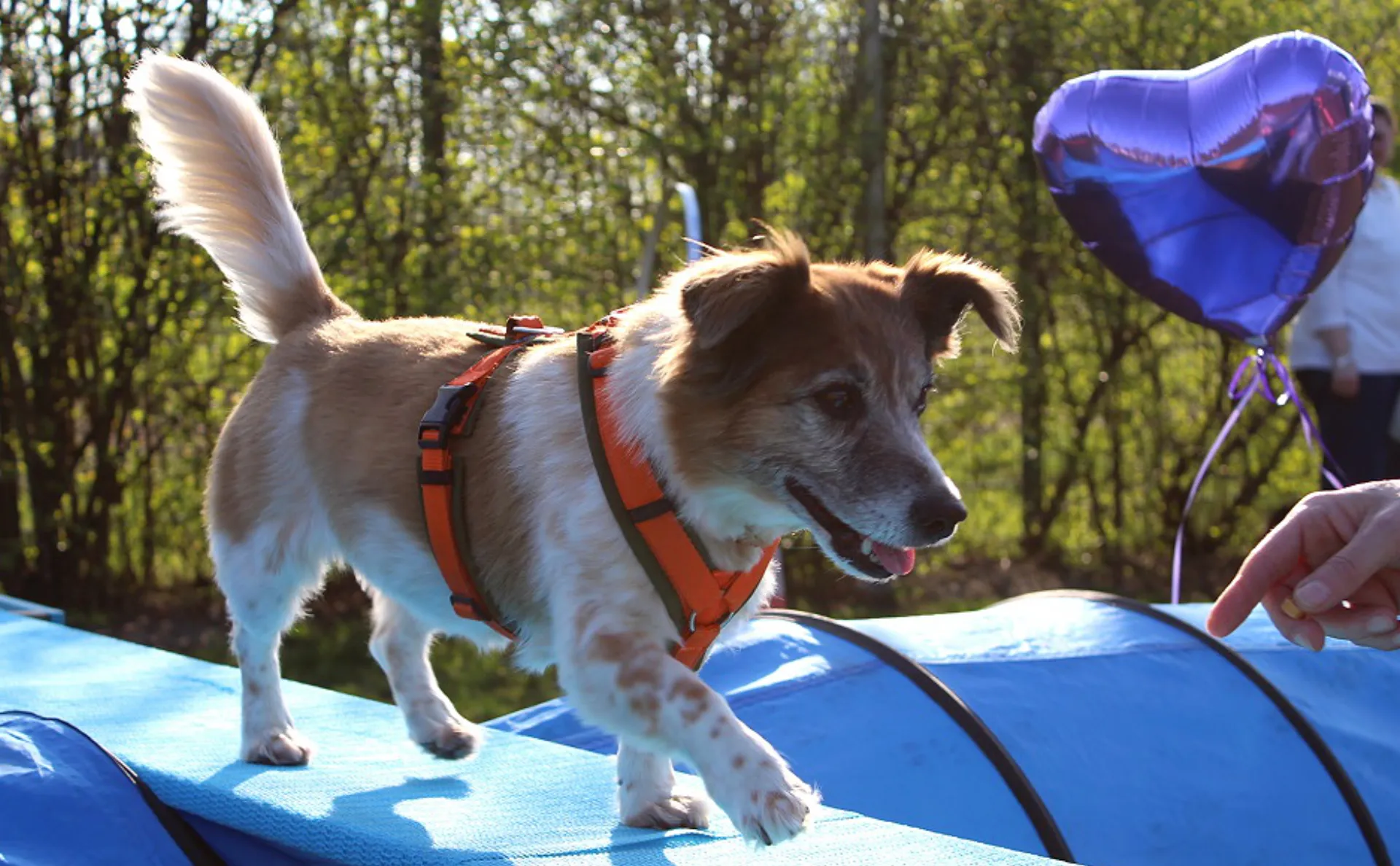 Ein junger Hund läuft über ein Hindernis